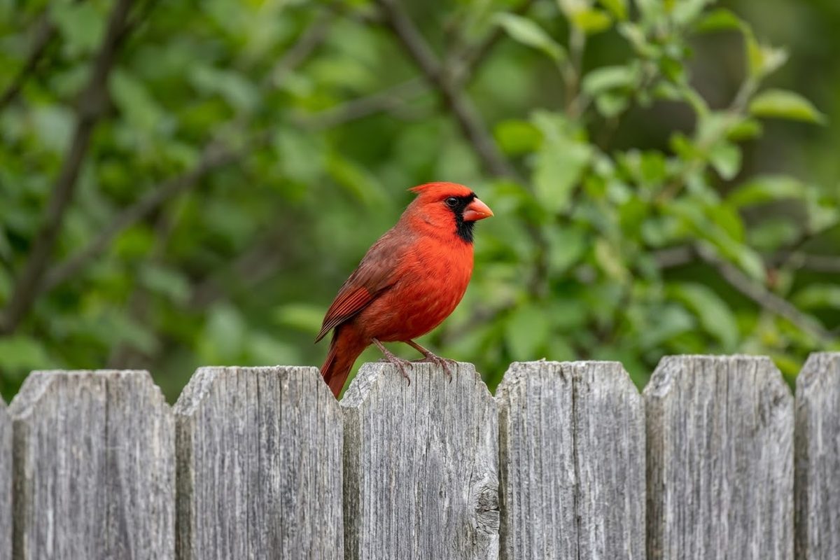 A bright red bird with a black face and orange beak stands on top of an old gray wooden fence. Green leaves are behind it.